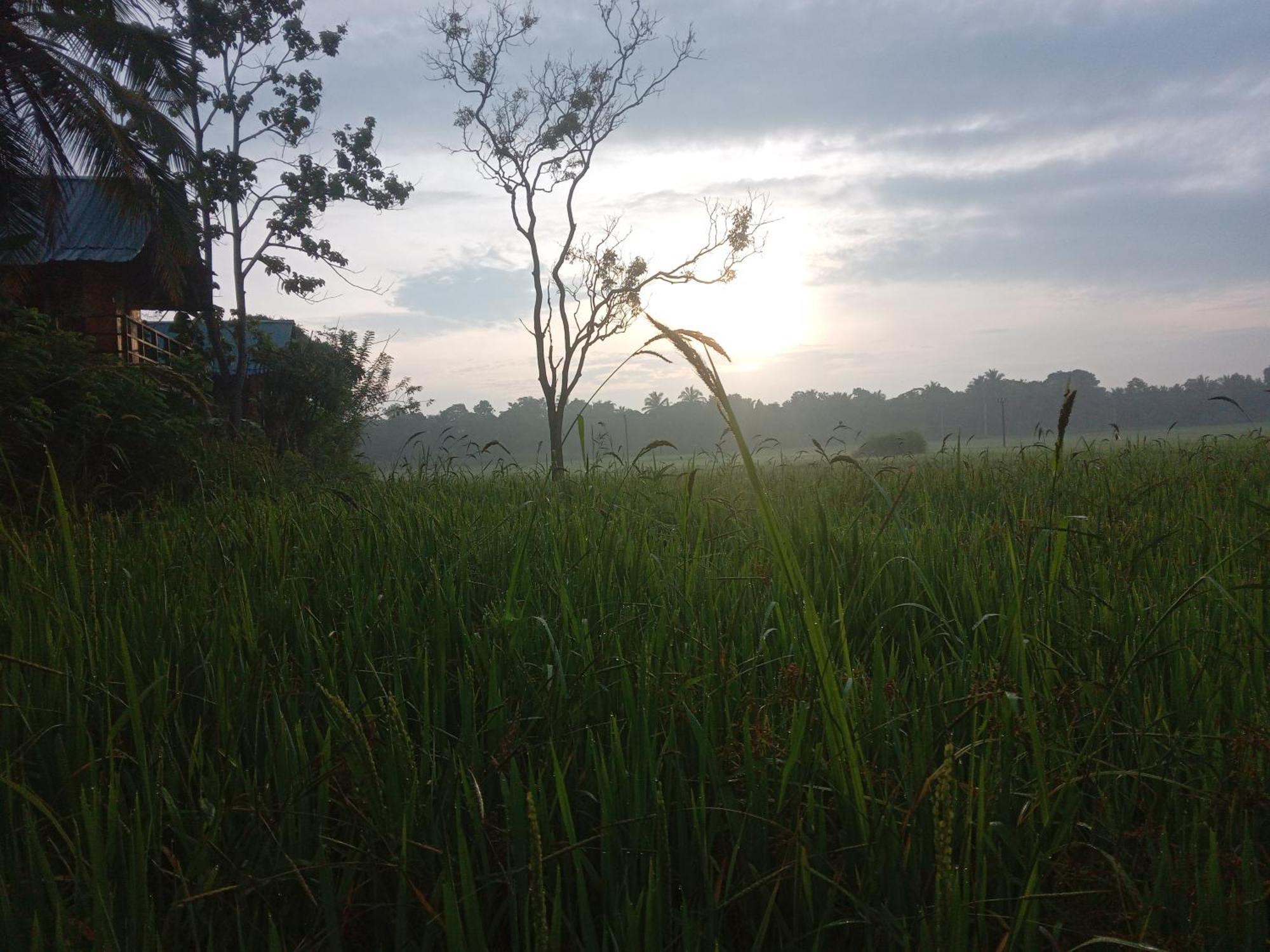 Villa Sigiriya Paddy Field Hut Zimmer foto
